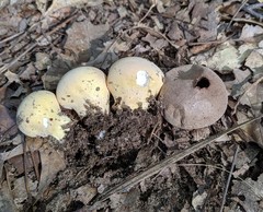 Lycoperdon flavotinctum