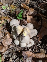 Lycoperdon flavotinctum