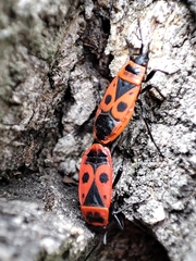 Pyrrhocoris apterus