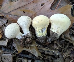 Lycoperdon flavotinctum
