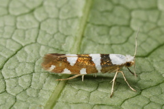 Argyresthia brockeella
