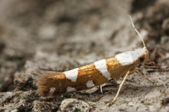 Argyresthia brockeella