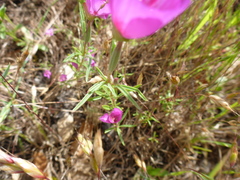 Clarkia amoena amoena