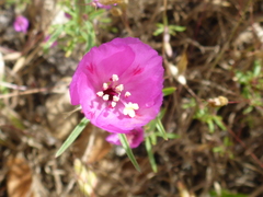 Clarkia amoena amoena