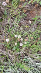 Mimosa microphylla