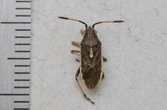 Maccevethus corsicus