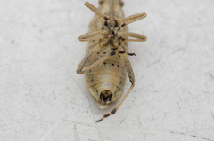 Maccevethus corsicus