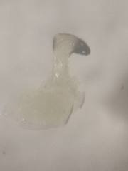 Maccevethus corsicus