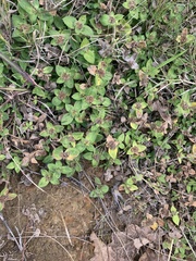 Richardia humistrata