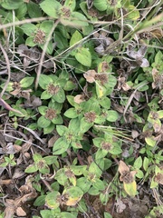 Richardia humistrata