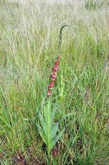 Gladiolus crassifolius