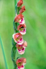 Gladiolus crassifolius