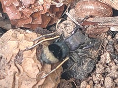 Siler cupreus