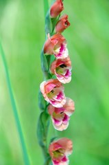 Gladiolus crassifolius