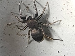 Siler cupreus