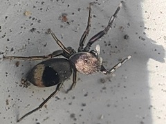 Siler cupreus