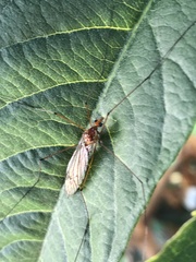 Nephrotoma suturalis