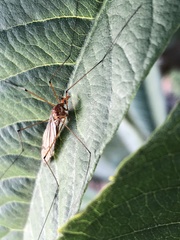 Nephrotoma suturalis