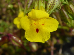 Erythranthe nasuta