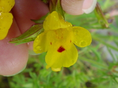 Erythranthe nasuta