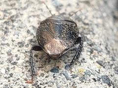 Adrisa magna