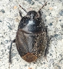 Adrisa magna