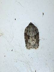 Acleris ptychogrammos