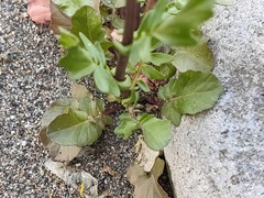 Barbarea vulgaris
