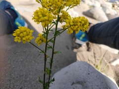 Barbarea vulgaris