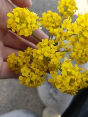 Barbarea vulgaris