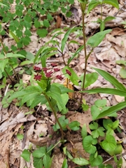 Thaspium trifoliatum trifoliatum