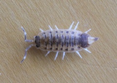Proporcellio vulcanius