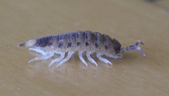 Proporcellio vulcanius