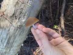 Psathyrella oregonensis