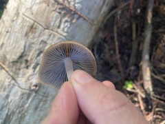 Psathyrella oregonensis
