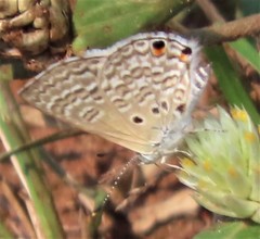 Anthene dulcis dulcis