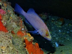 Black-Arse Cod photo 5