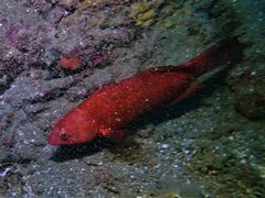 Notolabrus parilus