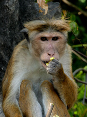 Macaca sinica