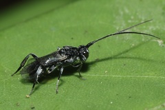 Ascogaster