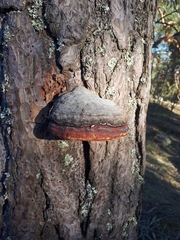 Fomitopsis pinicola