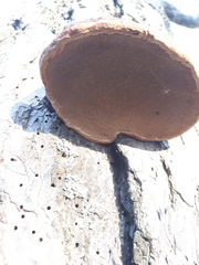 Fomitopsis pinicola