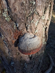 Fomitopsis pinicola