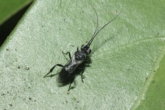 Ascogaster