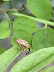 Dorytomus longimanus