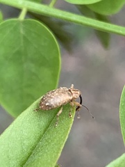 Dorytomus longimanus