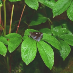 Notocrypta curvifascia