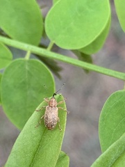 Dorytomus longimanus