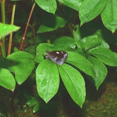 Notocrypta curvifascia