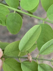 Dorytomus longimanus